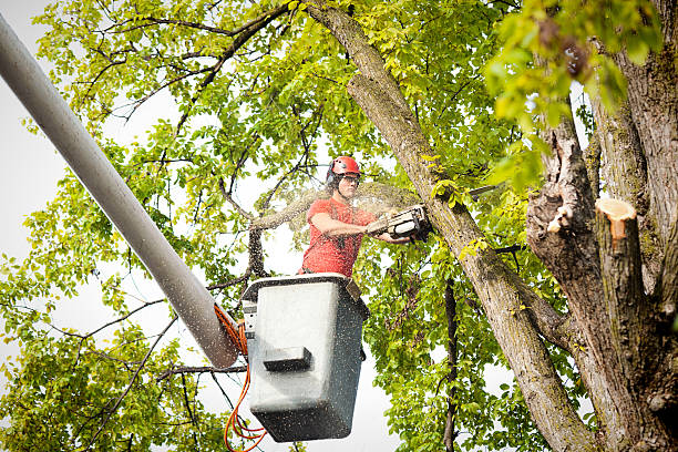 Tree Root Removal in Kerrville, TX